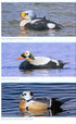 The Common Eider - Waltho 2015